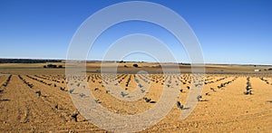 Vineyards in Castilla la Mancha, Spain.