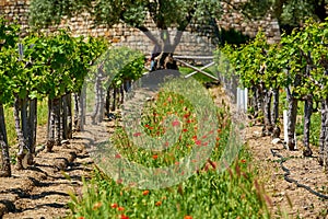 Vineyards with castle in California