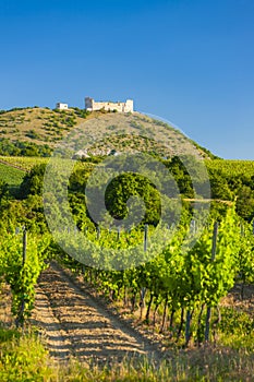 vineyards, castle Devicky, Palava, Moravia region, Czech Republic