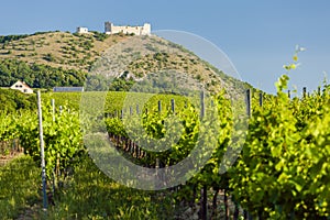 vineyards, castle Devicky, Palava, Moravia region, Czech Republic