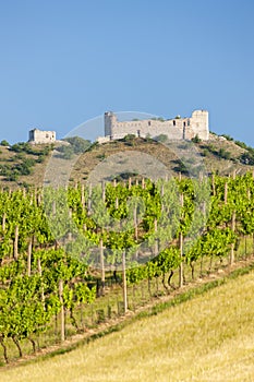 vineyards, castle Devicky, Palava, Moravia region, Czech Republic