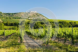 vineyards, castle Devicky, Palava, Moravia region, Czech Republic