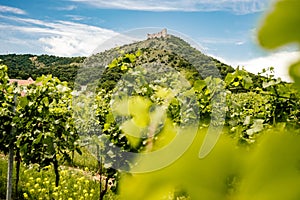 Vineyards, castle Devicky, Palava, Moravia region, Czech Republic. romantic ruin in Palava and Devin highest mountain of Pavlov Hi