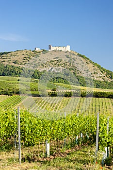 vineyards, castle Devicky, Palava, Moravia region, Czech Republic