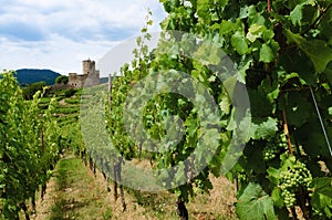 Vineyards and castle ruins of Keysersberg, winemaking village in Alsace france