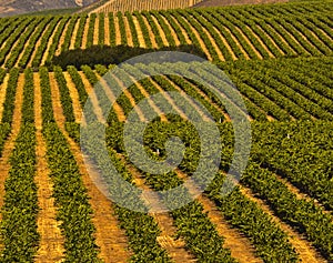 Vineyards, Central Coast California