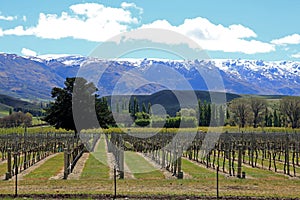 Vineyards in central Otago