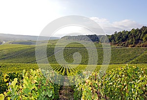 Vineyards of Chablis, Burgundy (France)