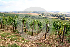 Vineyards of Chablis Burgundy, France.
