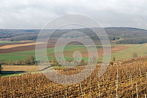 Vineyards, Champagne, France