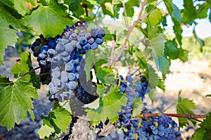 Vineyards in chateau, Chateauneuf-du-Pape, France