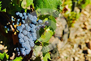 Vineyards in chateau, Chateauneuf-du-Pape, France