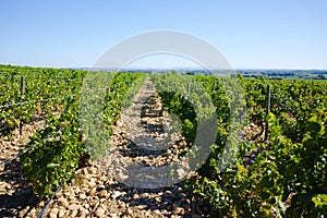 Vineyards in chateau, Chateauneuf-du-Pape, France