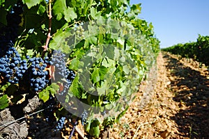 Vineyards in chateau, Chateauneuf-du-Pape, France