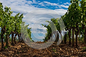 Vineyards at chateauneuf du pape against a blue sky ,provence France