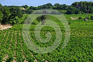 Vineyards of Chateauneuf du Pape appelation with grapes growing on soils with large rounded stones galets roules, lime stones,