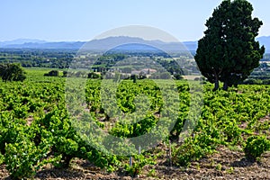 Vineyards of Chateauneuf du Pape appelation with grapes growing on soils with large rounded stones galets roules, lime stones,