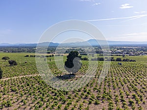 Vineyards of Chateauneuf du Pape appelation with grapes growing on soils with large rounded stones galets roules, view on Ventoux
