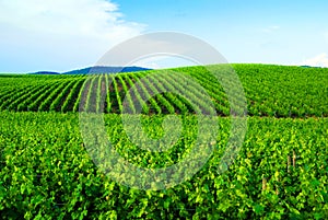 Vineyards in Chianti photo