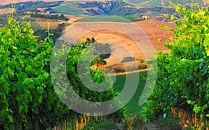 Vineyards in Chianti photo