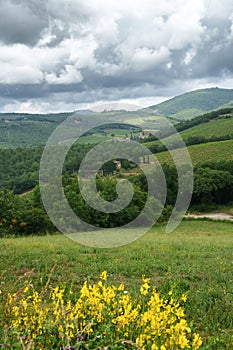 Vineyards of Chianti near Gaiole, Siena province photo