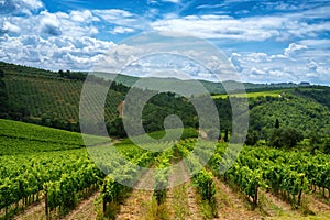 Vineyards of Chianti near Gaiole, Siena province photo