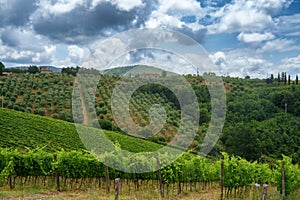 Vineyards of Chianti near Gaiole, Siena province photo
