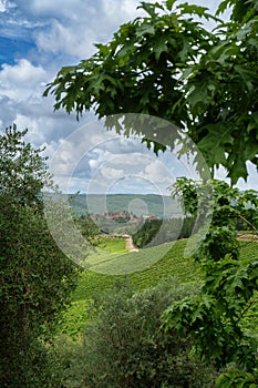 Vineyards of Chianti near Gaiole, Siena province photo