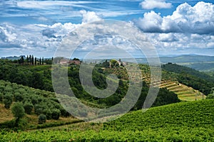 Vineyards of Chianti near Gaiole, Siena province photo