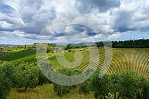 Vineyards of Chianti near Gaiole, Siena province photo