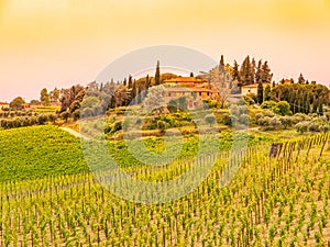 Vineyards of Chianti. Warm sunset in beautiful Tuscan landscape, Italy