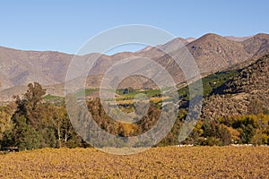 Vineyards of Chile photo