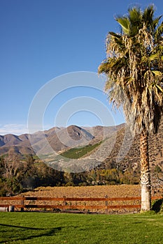 Vineyards of Chile photo