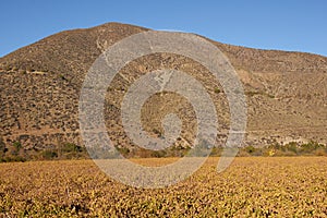 Vineyards of Chile photo