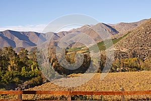 Vineyards of Chile