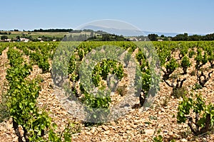 The Vineyards of ChÃ¢teauneuf-du-Pape
