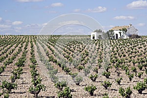 Vineyards in Ciudad Real in Spain photo