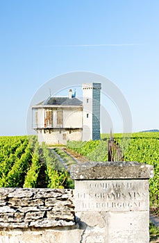 vineyards of Clos Blanc De Vougeot Castle, Burgundy, France