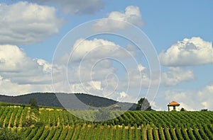 Vineyards and clouds