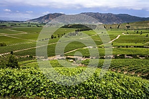 Vineyards - Colchagua Valley - Chile