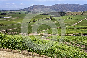 Vineyards in the Colchagua Valley - Chile