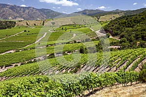 Vineyards in the Colchagua Valley - Chile