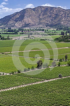 Vineyards in the Colchagua Valley - Chile