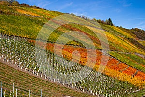 Vineyards with colorful discolored autumn leaves