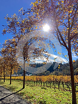 Vineyards of Conn Valley