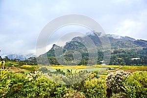 Vineyards in Constantia Cape-Town