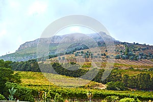 Vineyards in Constantia Cape-Town