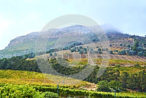 Vineyards in Constantia Cape-Town