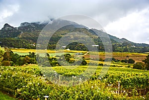 Vineyards in Constantia Cape-Town