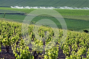 Vineyards and cornfield, rural La Rioja, Spain photo